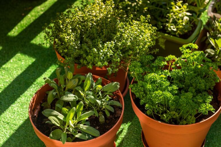 7 herbs to grow at home for health benefits