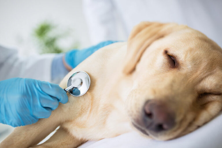 10 Signs of Illness to Look Out for in Dogs